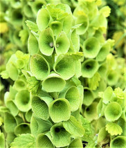 BPA Bells Of Ireland Seeds Mix 100 Seeds Non-Gmo From US - £6.27 GBP