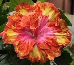 Item image 1 image 1