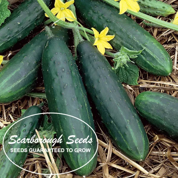 Scarborough Seeds Boston Pickling Cucumber 50 Seeds Non Gmo Heirloom Usa Fresh G - £7.04 GBP