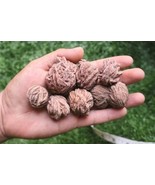 8pcs Desert Rose Selenite – Natural Raw Gemstone Mineral Crystal Cluster - $345.63 MXN
