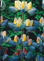 20 Heirloom Yellow Blue White Lupine Flowers Seeds - $10.11