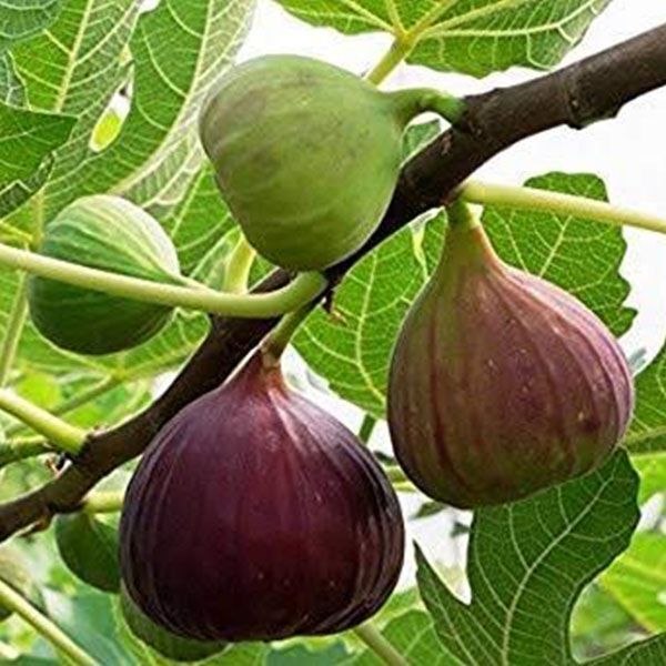 Ficus Carica Fig Tree 5 seeds Fresh Gardening - $17.96