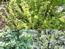 301+TRUE Greek Oregano Herb Garden Container Perennial Seeds Heat Cold - $13.00