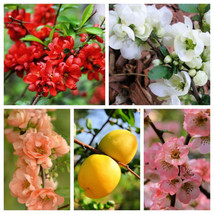 SKMO 30 Flowering Quince Fruit Shrub Seeds Pink Red White Orange Chaenomeles Spe - £13.28 GBP