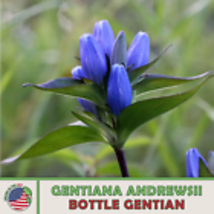  Bottle Gentian Seeds, Gentiana andrewsii, Native Perennial Wildflower 100 Seeds - $11.30