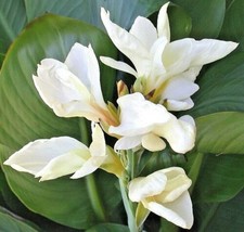 Live Plants &amp; Bulbs Canna Lily ~ White With Green Leaves Dwarf Light Yellow - £23.98 GBP+