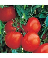 Fresh 50 Seeds Ultimate Opener Tomato Vegetable Fast Shiping - €5,89 EUR