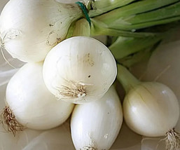 500 Crystal White Wax Onion Seeds for Garden Planting - £6.25 GBP