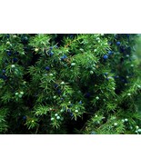 FREE SHIPPING 5+ seeds One Seed Juniper Sacred Juniperus monosperma Medi... - $12.98
