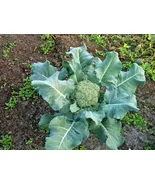 Waltham 29 Broccoli Organic 300 Seeds  - $9.80