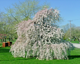 5+ White weeping Cherry tree cuttings. Fresh! (Asmina Triloba) - $14.99