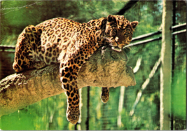 Northern Chinese Leopard San Diego Zoo Vintage Postcard - £5.23 GBP