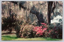 1961 Winter Park Florida Spanish Moss And Azaleas Scenic View Vintage Postcard - £5.45 GBP