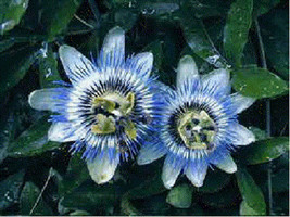 TH 10 Passiflora Caerulea Blue Passion Flower Seeds - £12.56 GBP