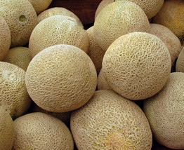 Honey Rock Cantaloupe Seeds 50+ Melon Fruit NON-GMO  - £3.19 GBP