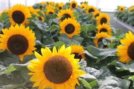 Fresh Garden Sunflower Seeds - Dwarf Yellow Sunspot, Heirloom - £7.11 GBP