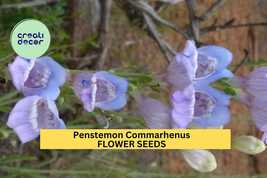 Dusty Beardtongue Seeds – Penstemon commarhenus – 100mg for Planting, Na... - $6.50