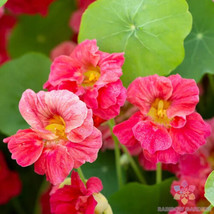 50+ Jewel Cherry Rose Nasturtium Seeds - $7.00