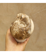 Ammonites Nice Fagesia Ammonite Fossil Moroccan fossils TR1 - $102.41 CAD