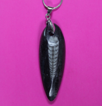 Authentic Orthoceros Necklace Fossil 500 Million Years Old Dinosaur Girl... - $41.13 CAD