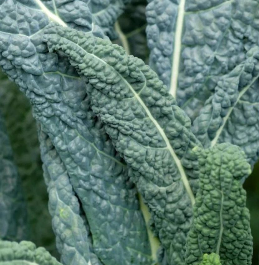 4000 Lacinato Kale Seeds, Italian Dinosaur Kale, NON-GMO, LONG  - (4,000... - $26.86