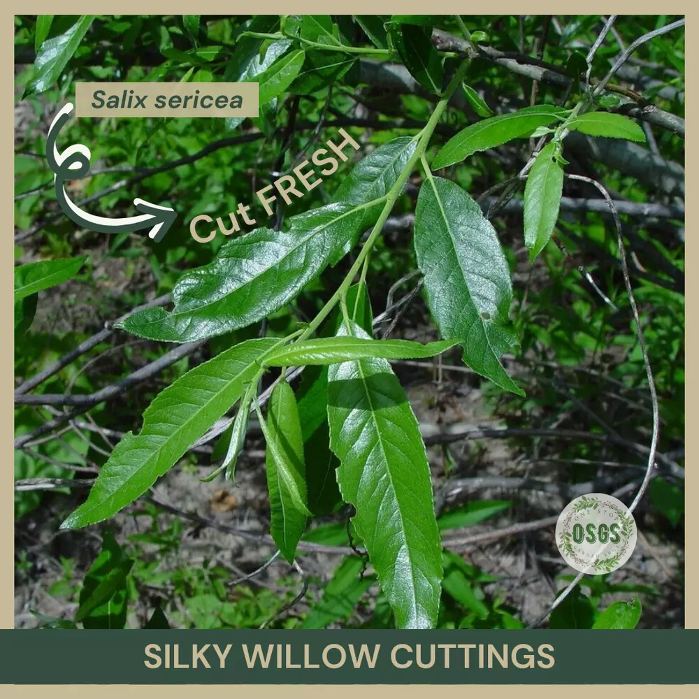 18&quot;&quot; Lot of 5 Silky Willow Cuttings Salix sericea Cut FRESH Native - £21.30 GBP