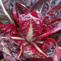 Radicchio &#39;Rossa di Verona&#39; seeds ~Cichorium Intybus~ Italian Chicory - Heirloom - £1.96 GBP