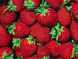 Fort Laramie Everbearing Strawberry 25 Bare Root Plants - Hardiest Everb... - $31.95