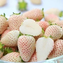 100 White Strawberry Seeds Pineberry Hula Berry Alpine Berry Container Garden US - £5.19 GBP