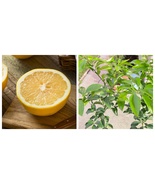 NEW Plant White Grapefruit 3ft grafted tree Sweetest Grapefruit no shipp... - $171.99