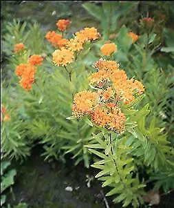 Asclepias tuberosa 1,000 seeds - £29.64 GBP