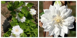Clematis Duchess of Edinburgh, Double/White, 2.5&quot; Pot Potted - €29,72 EUR