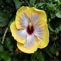 VP Yellow White Hibiscus Flower House Plant Usa Seller - £5.69 GBP