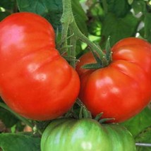 30 Heirloom Tomato Fireworks Seeds Organic 55 Days Texas Tomato Fast Ship Fresh  - $14.00