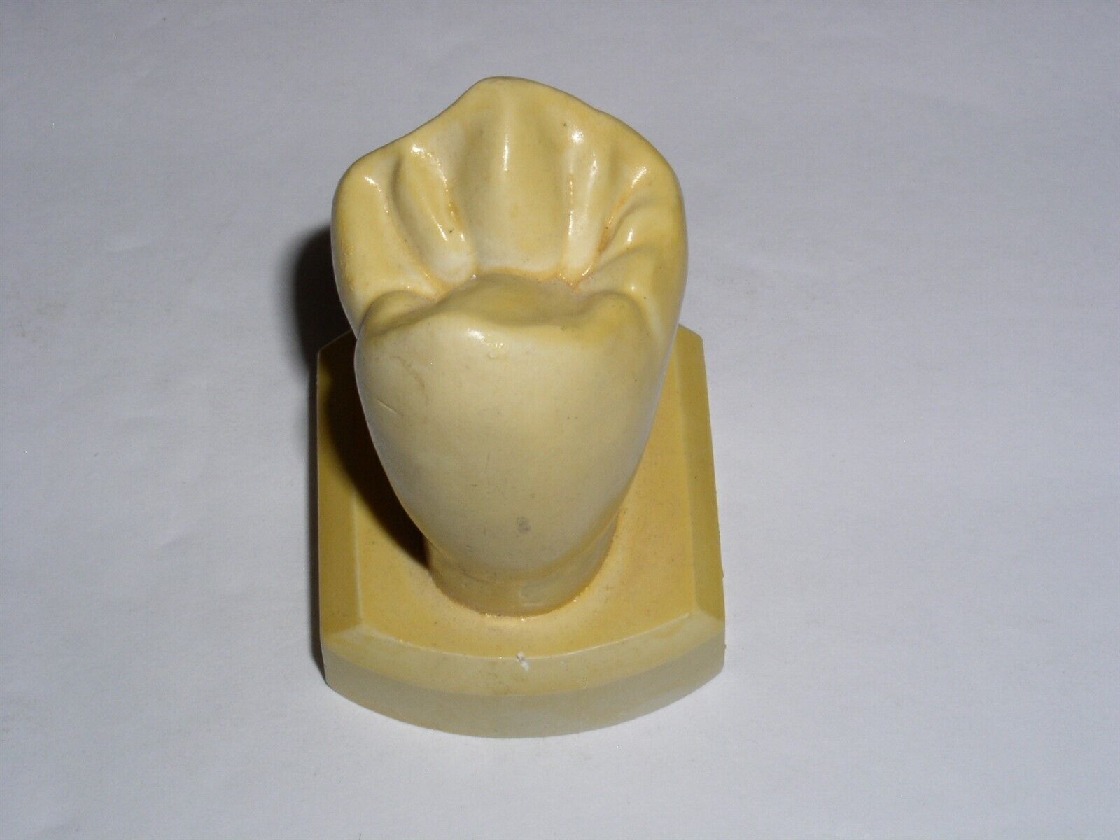 Dental Tooth Model Plaster Cast Anatomy Morphology Teaching Upper 1st Bi... - $17.99
