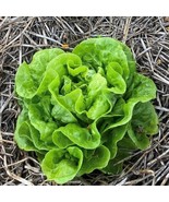 SEPTH Tom Thumb Lettuce Seeds - $7.05