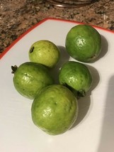 Pink Guava Tree - Pink Guava Plant - Psidium Guajava - Guava Leaf Tea - $49.49