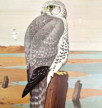 Gyrfalcon Art Print Color Plate Birds Of Prey Vintage Nature 1979 DWT11C - £27.96 GBP