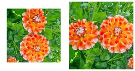 Dahlia Hapet Harmony Decorative - 2 Bulb Clumps - Tricolor Blooms - $39.99