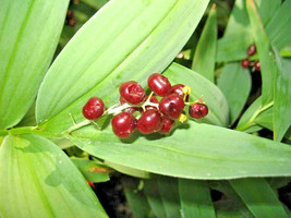 Fast Ship USA Seller 15 False Solomons Seal Seeds Maianthemum Racemosum - £8.68 GBP