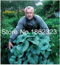 LS 200PCS Hosta Seed Perennials - Rose Red Leaves with White Edge - £4.67 GBP