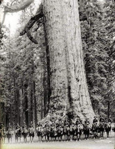 Vintage Photo Reproduction Large Redwood 1899 - £9.86 GBP