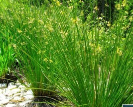 Juncus Efussus (Soft Rush) 50 seeds - $1.21