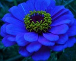 Zinnia Flowers Dark Blue Color Garden Plants 50 Seeds - £5.14 GBP