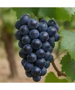 Mars Seedless Grape Vine: Sweet Blue Grapes, Cold Hardy, Self-Pollinating - $139.90