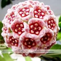 1 Professional Pack, 15 Seeds / Pack, Hoya Carnosa Plant Seed Garden Plant Seed  - £3.98 GBP