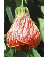Abutilon pictum | Flowering Nabob & Parlour Maple | 10_Seeds_Tera Store - $21.99