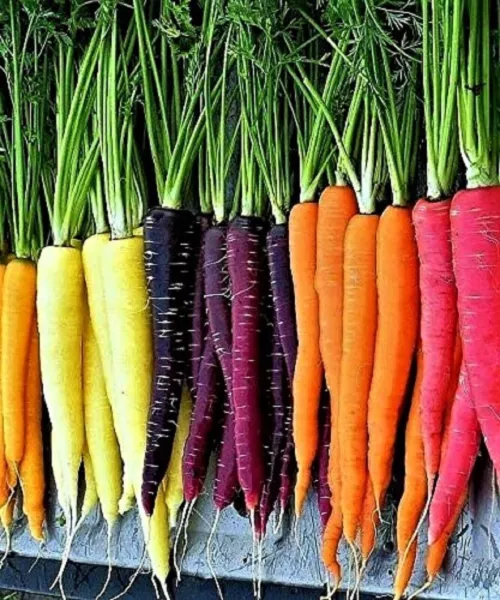 Fresh 400 Rainbow Carrot Blend Mix Seeds - £6.61 GBP