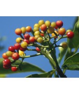 Psychotria capensis 100 seeds FREE SHIPPING - $9.99