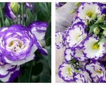 50 Seeds Purple-edged Lisianthus Flowers Garden - $34.93